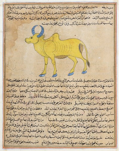 Zebu, ilustración de 